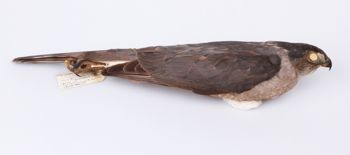Media type: image;   Ornithology 264683 Description: Photograph of specimen: Lateral.;